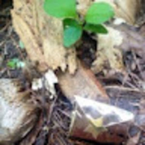 Meet your Posher, Robin